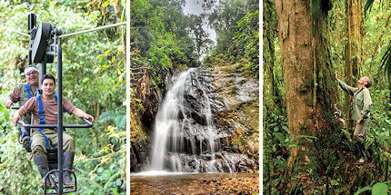 See the forest sights from above or below